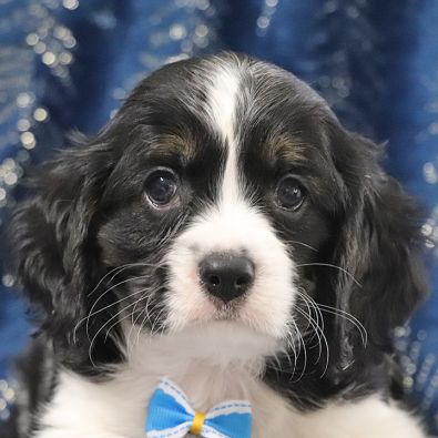 Cockalier Puppy with a bow tie